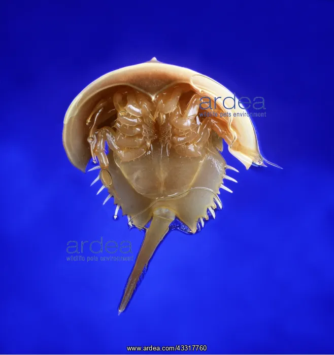 : HORSESHOE / KING CRAB - view from beneath : HORSESHOE / KING CRAB - view from beneath