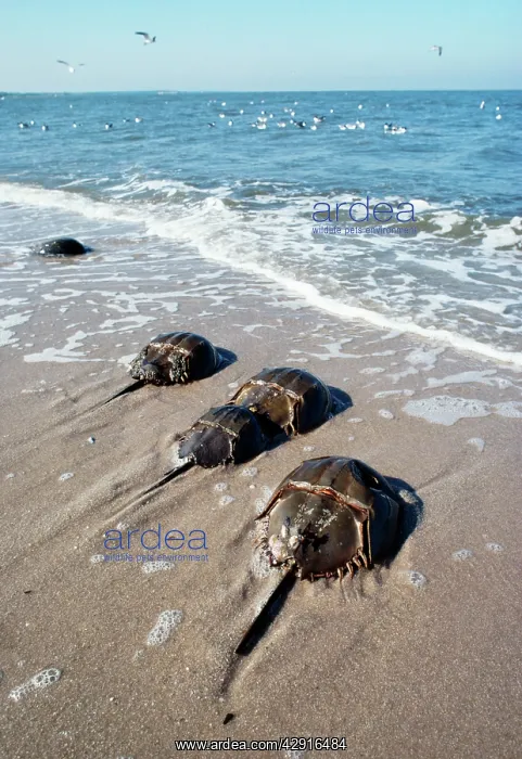 : HORSESHOE / KING CRABS - ON SHORE : HORSESHOE / KING CRABS - ON SHORE