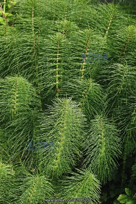 : Horsetail (Genus: Equisetum). Princess Royal Island - British Columbia - Canada : Horsetail (Genus: Equisetum). Princess Royal Island - British Columbia - Canada