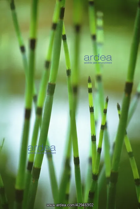 : Horsetail, Water horsetail, Equisetum fluviatile : Horsetail, Water horsetail, Equisetum fluviatile