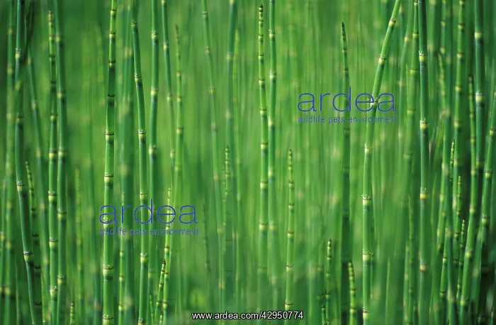 : Horsetail, Water horsetail, Equisetum fluviatile : Horsetail, Water horsetail, Equisetum fluviatile