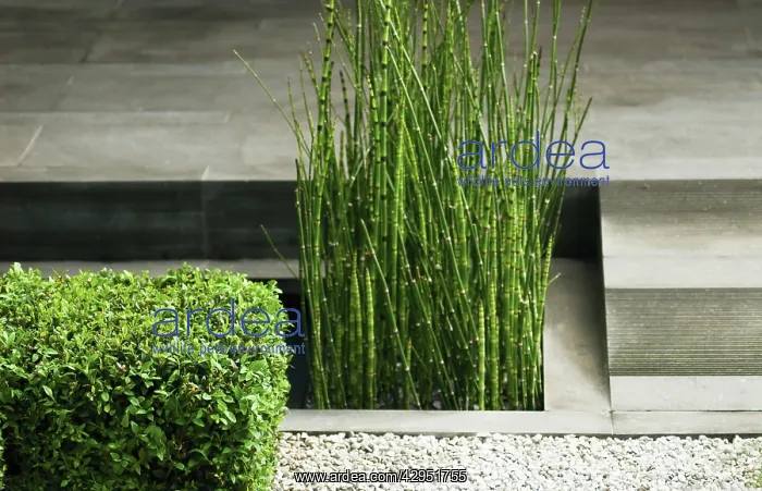 : Horsetail, Water horsetail, Equisetum fluviatile : Horsetail, Water horsetail, Equisetum fluviatile