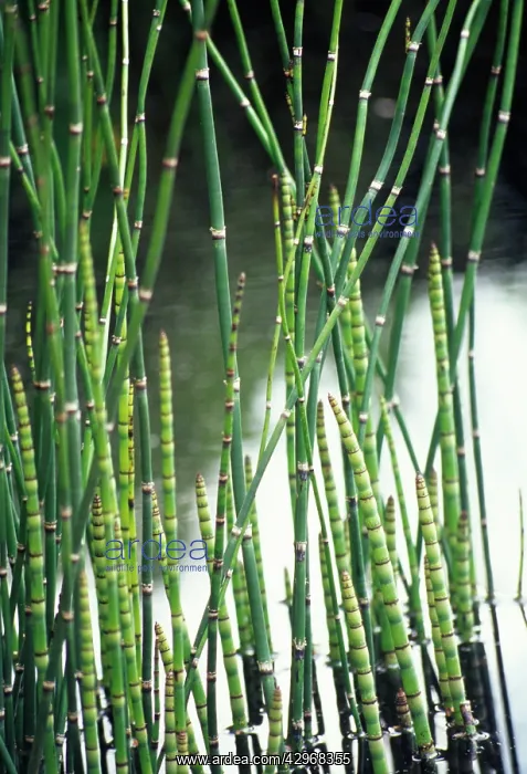: Horsetail, Water horsetail, Equisetum fluviatile : Horsetail, Water horsetail, Equisetum fluviatile