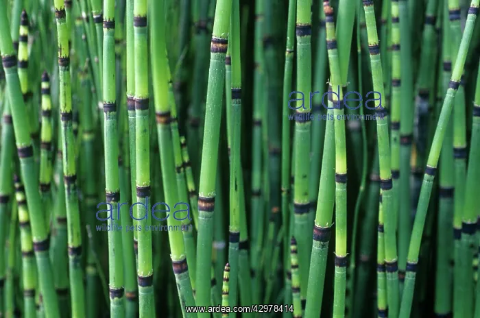 : Horsetail, Water horsetail, Equisetum fluviatile : Horsetail, Water horsetail, Equisetum fluviatile