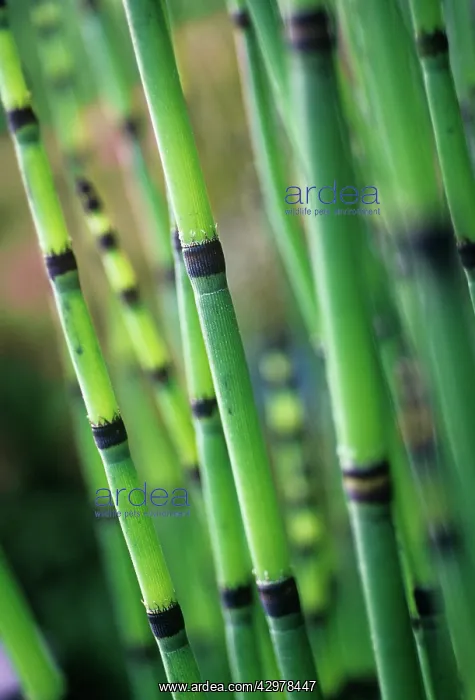 : Horsetail, Water horsetail, Equisetum fluviatile : Horsetail, Water horsetail, Equisetum fluviatile