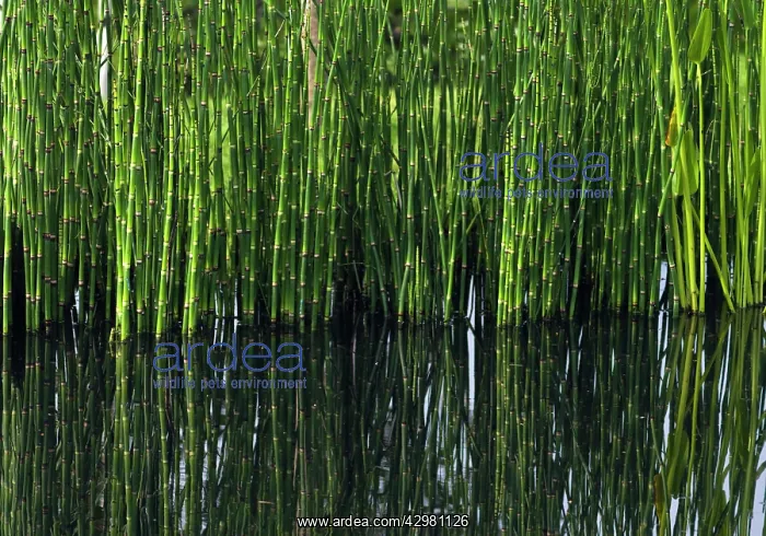 : Horsetail, Water horsetail, Equisetum fluviatile : Horsetail, Water horsetail, Equisetum fluviatile