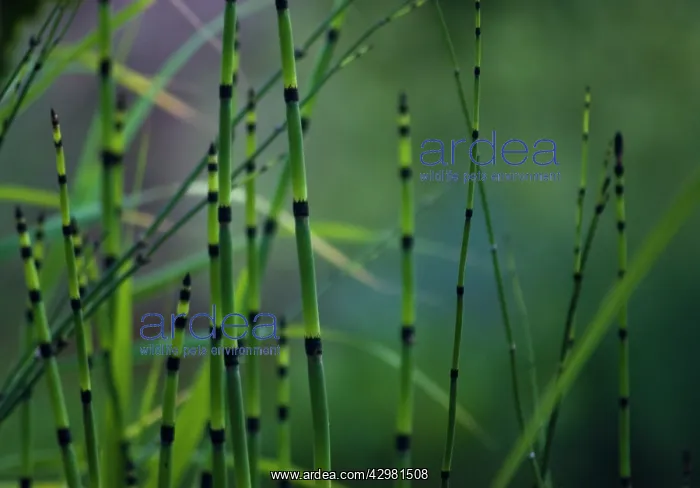 : Horsetail, Water horsetail, Equisetum fluviatile : Horsetail, Water horsetail, Equisetum fluviatile