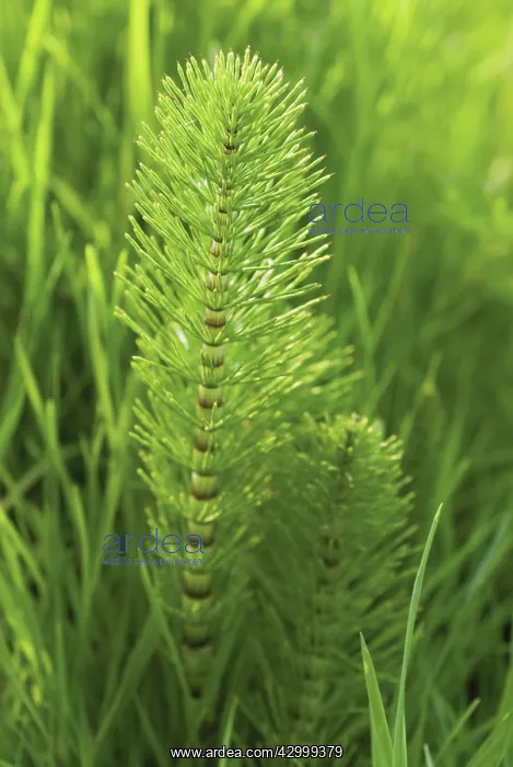 : Horsetail, Field horsetail, Equisetum arvense : Horsetail, Field horsetail, Equisetum arvense