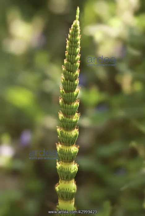 : Horsetail, Field horsetail, Equisetum arvense : Horsetail, Field horsetail, Equisetum arvense