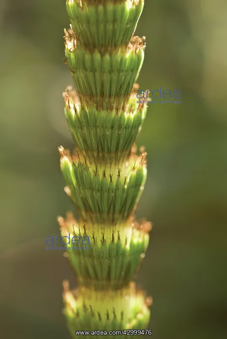 : Horsetail, Field horsetail, Equisetum arvense : Horsetail, Field horsetail, Equisetum arvense