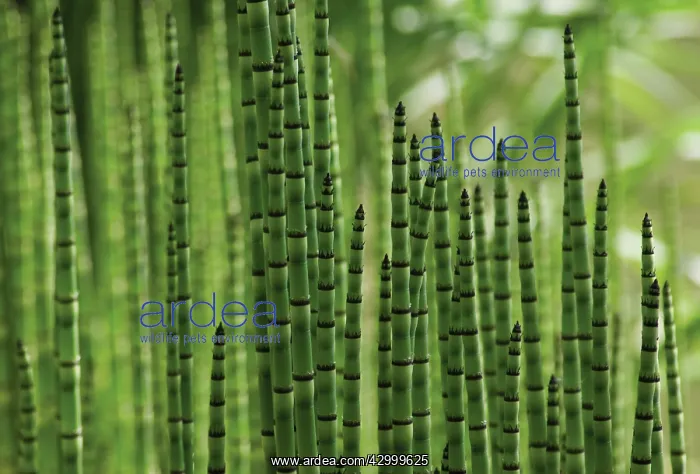 : Horsetail, Water horsetail, Equisetum fluviatile : Horsetail, Water horsetail, Equisetum fluviatile