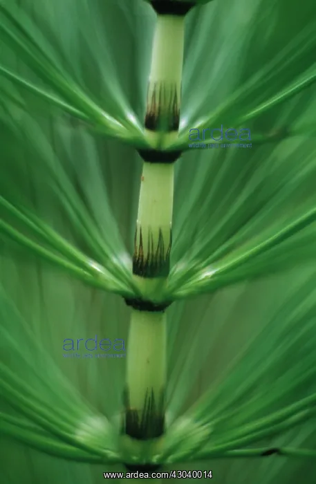 : Horsetail, Field horsetail, Equisetum arvense : Horsetail, Field horsetail, Equisetum arvense