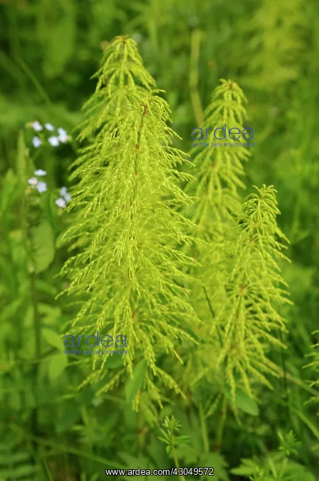  : Horsetail, Equisetum arvense, Field horsetail