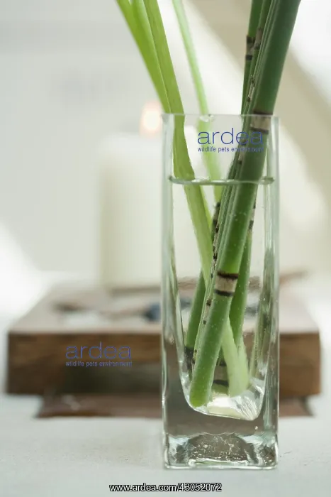 : Horsetail, Water horsetail, Equisetum fluviatile : Horsetail, Water horsetail, Equisetum fluviatile