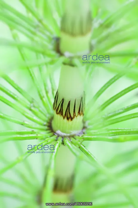 : Horsetail, Field horsetail, Equisetum arvense : Horsetail, Field horsetail, Equisetum arvense