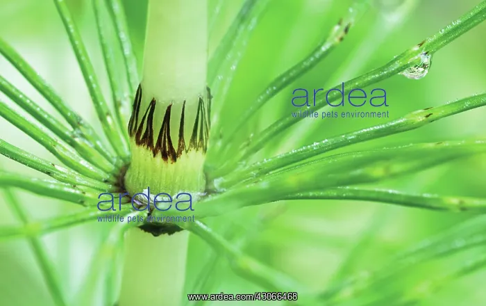: Horsetail, Field horsetail, Equisetum arvense : Horsetail, Field horsetail, Equisetum arvense