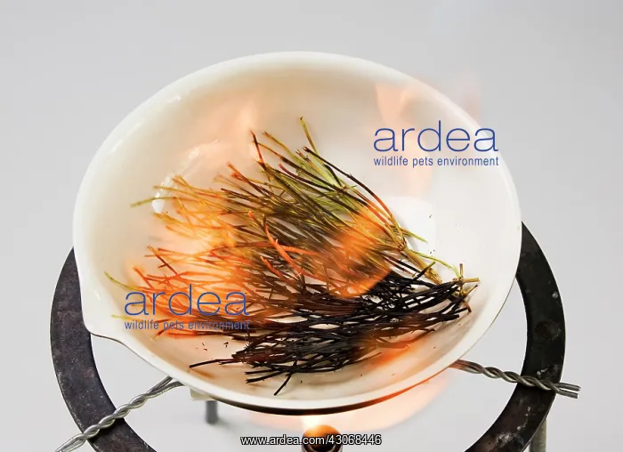 : Horsetail, Field horsetail, Equisetum arvense : Horsetail, Field horsetail, Equisetum arvense