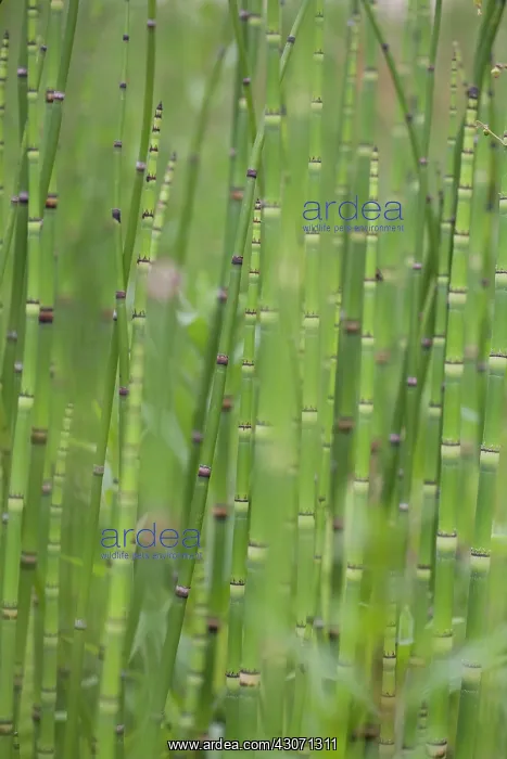 : Horsetail, Water horsetail, Equisetum fluviatile : Horsetail, Water horsetail, Equisetum fluviatile
