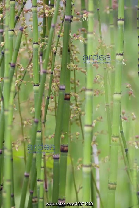 : Horsetail, Water horsetail, Equisetum fluviatile : Horsetail, Water horsetail, Equisetum fluviatile