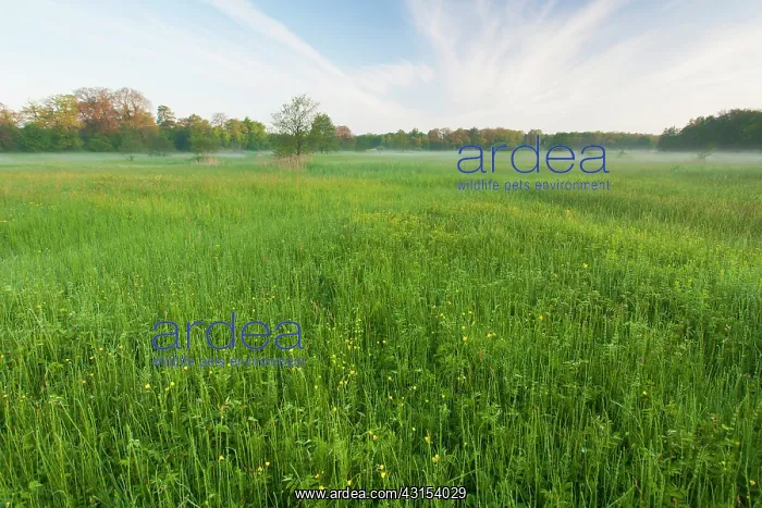 : Horsetail. Meadowfield with Horsetails (Equisetum sp) in morning mist : Horsetail. Meadowfield with Horsetails (Equisetum sp) in morning mist