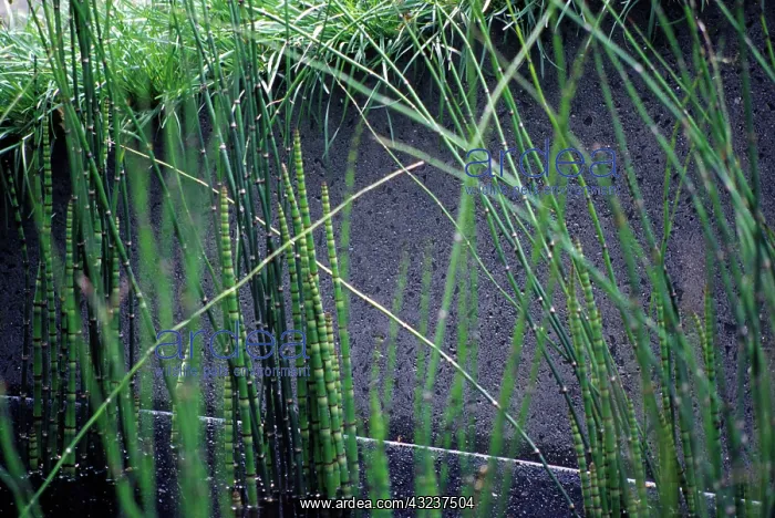 : Horsetail, Water horsetail, Equisetum fluviatile : Horsetail, Water horsetail, Equisetum fluviatile