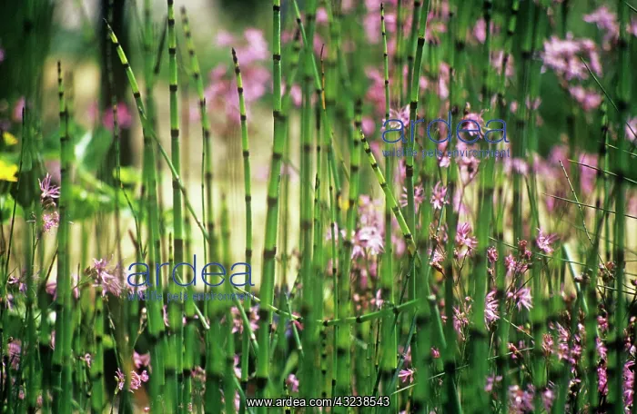 : Horsetail, Water horsetail, Equisetum fluviatile : Horsetail, Water horsetail, Equisetum fluviatile