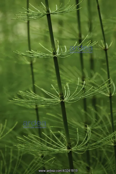 : Horsetail, Field horsetail, Equisetum arvense : Horsetail, Field horsetail, Equisetum arvense