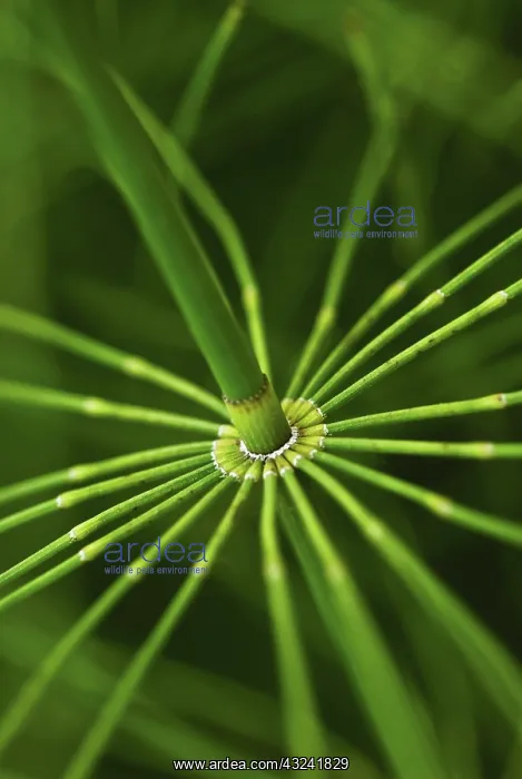 : Horsetail, Field horsetail, Equisetum arvense : Horsetail, Field horsetail, Equisetum arvense