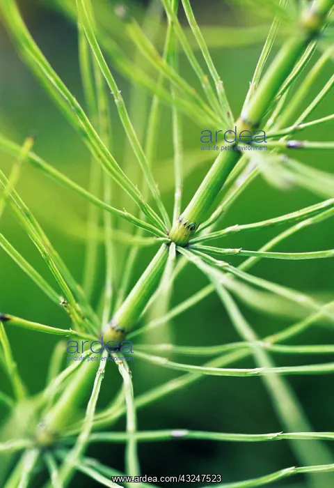 : Horsetail, Field horsetail, Equisetum arvense : Horsetail, Field horsetail, Equisetum arvense