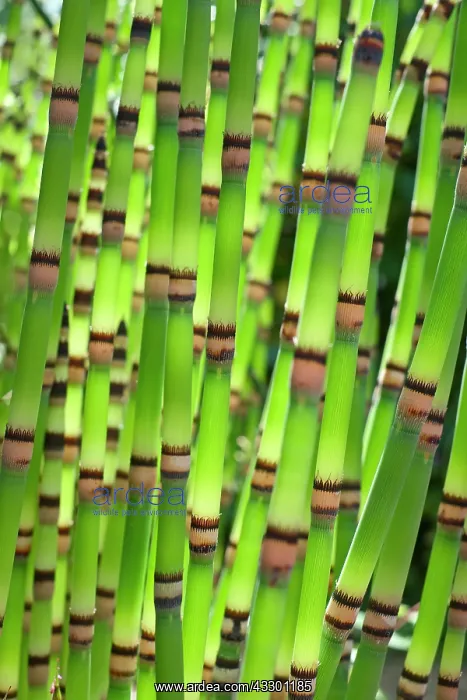 : Horsetail Reed - Norfolk UK : Horsetail Reed - Norfolk UK