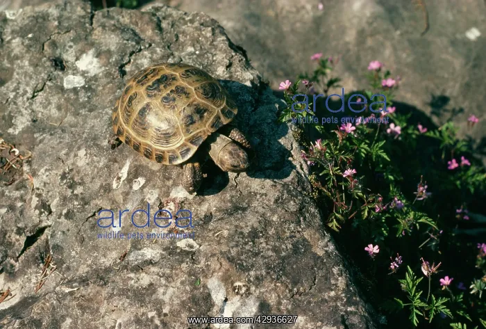 : HorsfieldIs Tortoise : HorsfieldIs Tortoise