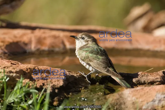 : Horsfield's Bronze-Cuckoo - coming to drink at : Horsfield's Bronze-Cuckoo - coming to drink at