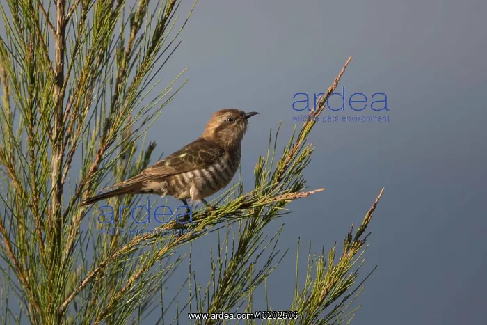 : Horsfield's Bronze Cuckoo - perched in a pine - : Horsfield's Bronze Cuckoo - perched in a pine -