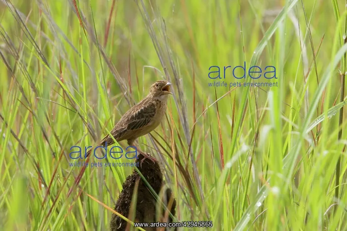 : Horsfield's Bushlark / Singing Bushlark - Singing : Horsfield's Bushlark / Singing Bushlark - Singing