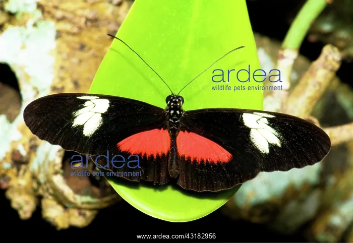 : Hortense Butterfly : Hortense Butterfly