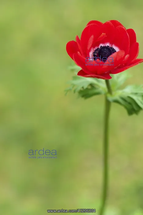 : Horticultural anemone in bloom in a garden, spring : Horticultural anemone in bloom in a garden, spring