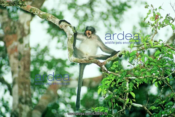 : HoseIs langur / Grey leaf monkey - Hanging from branch : HoseIs langur / Grey leaf monkey - Hanging from branch