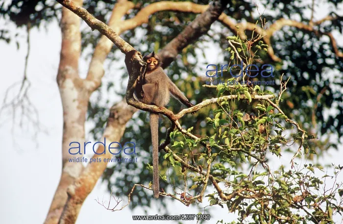 : HoseIs Langur / Grey leaf monkey - In tree : HoseIs Langur / Grey leaf monkey - In tree