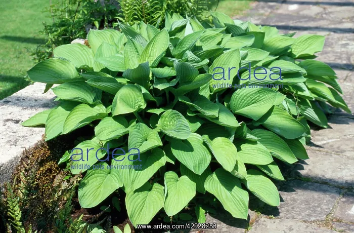  : HOSTA