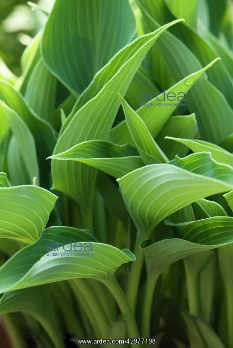 : Hosta : Hosta