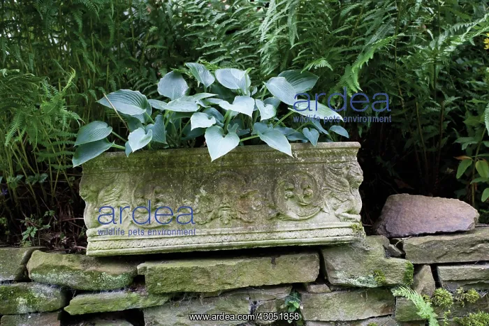 : Hosta : Hosta