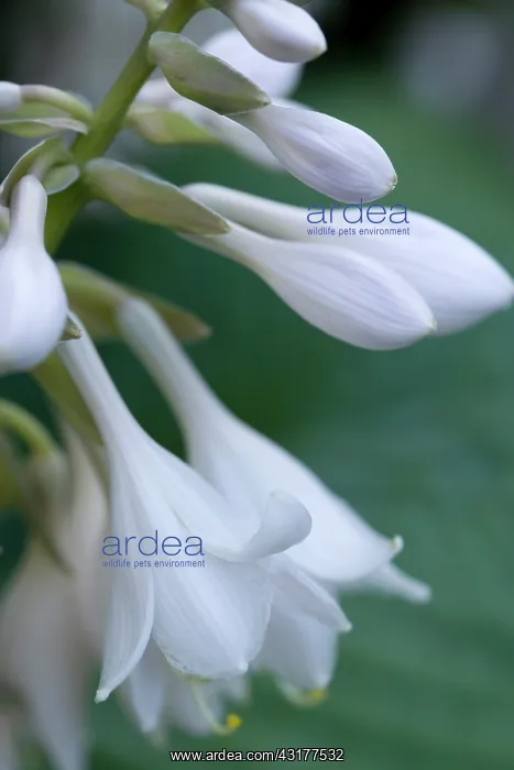 : Hosta cultivar, Close up of white pendulous flowers : Hosta cultivar, Close up of white pendulous flowers