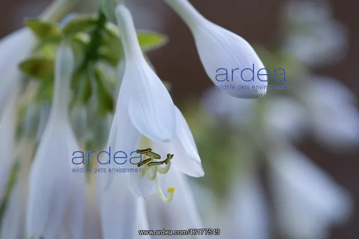 : Hosta cultivar, White pendulous flowers with ling : Hosta cultivar, White pendulous flowers with ling