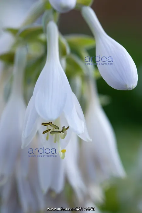 : Hosta cultivar, White pendulous flowers with long : Hosta cultivar, White pendulous flowers with long