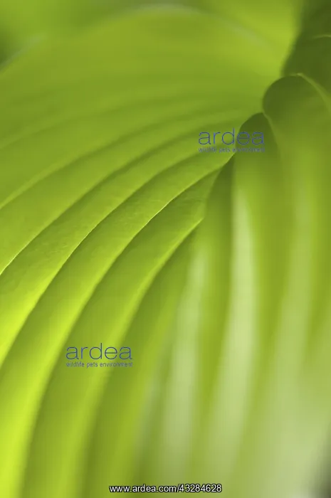 : Hosta, Green subject : Hosta, Green subject
