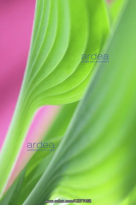 : Hosta, Green subject, Pink background : Hosta, Green subject, Pink background