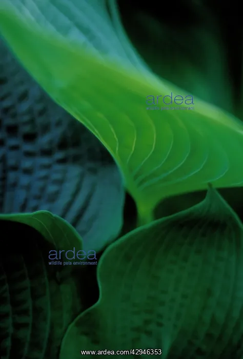 : Hosta. Hosta : Hosta. Hosta