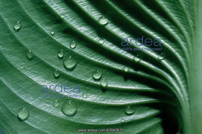: Hosta. Hosta : Hosta. Hosta