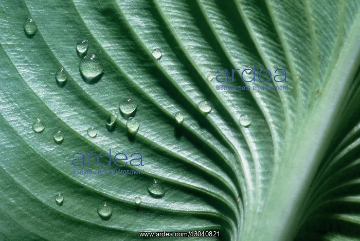 : Hosta. Hosta : Hosta. Hosta