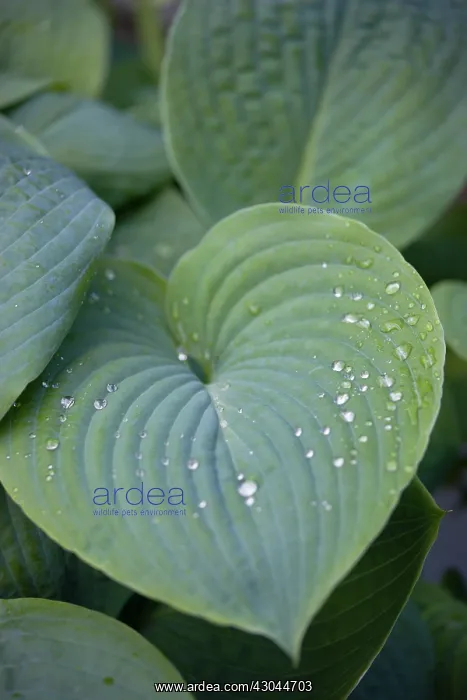 : Hosta. Hosta : Hosta. Hosta